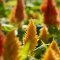 Celosia paniculate (perasta): fotografija, sadnja i njega na otvorenom polju